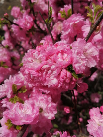 Белогорские красотки