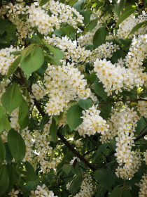 Черемуха душистая