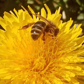 Пчёлка трудяга.