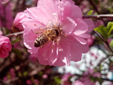 Весенняя красота не реальна!!