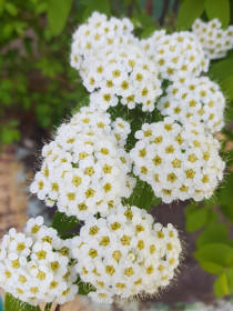 Весна в Серышево