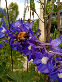 Шмель на дельфиниуме.