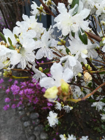 И белый багульник цветет. Зея