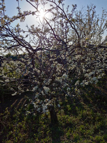 Солнечная слива Усть - Ивановка