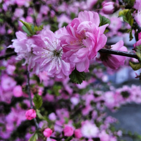 Сакура мкр-н "Черёмушки"