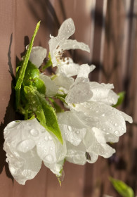 Красота в мелочах