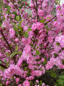 Цвет настроения розовый!