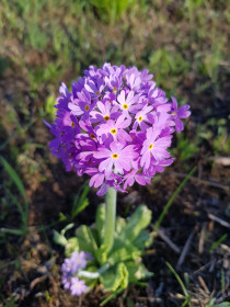 Первоцветы в Белогорском районе