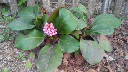 Гость с гор Саян зацвел