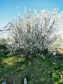 Весенний сад