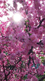 Сакура в лучах солнца.