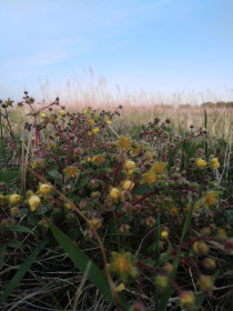 Полевые цветы