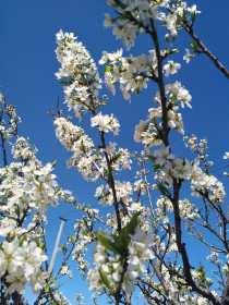 Слива в цвету