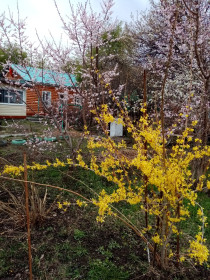 Форзиция распускается