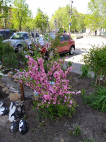 Сакура радует всех