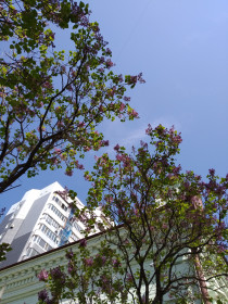 Сирень взметнулась выше крыши....