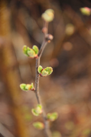Возрождение