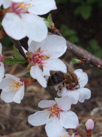 Цветение в саду