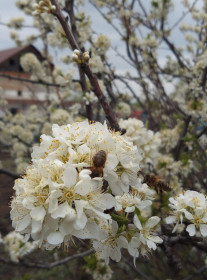 Сливы в цвету