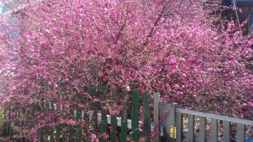 Сакура в городе Благовещенск