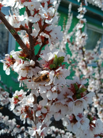 Весеннее настроение в цветущей вишне