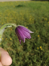 Колокольчики мои