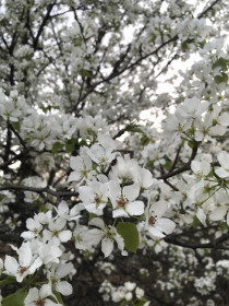 Слива цветёт  в Благовещенске