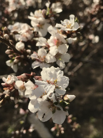 Муравьишка заполз на вишенку