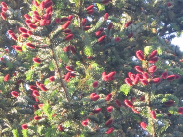 Эта ель растет у дома моей свекрови в селе Грибское Благовещенского района