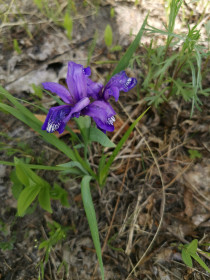 Ирис село Новопетровка