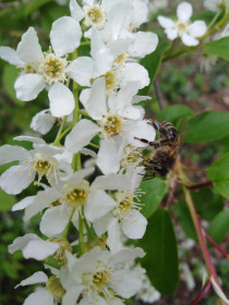 Черемуха в Зее.