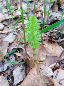 Хвощ полевой в Зее.