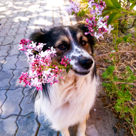 Букет сирени подарю я...