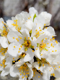 Цветущая яблоня весны