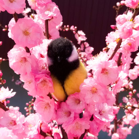 Синица на сакуре