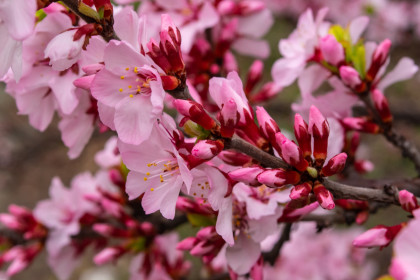 Сакура  в Благовещенске