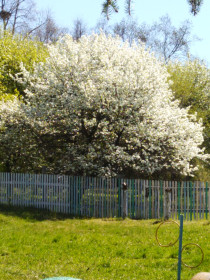 Груша белоснежная