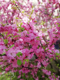 Красота вокруг...Сакура