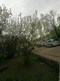 Слива цветёт. г. Свободный