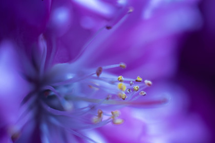 Амурская макровесна