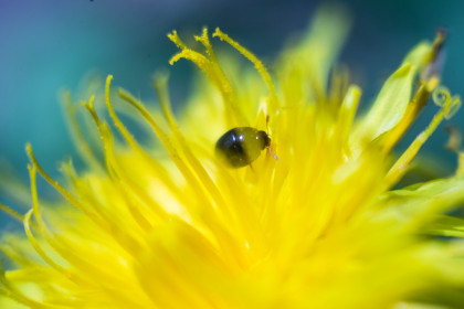 Амурская макровесна