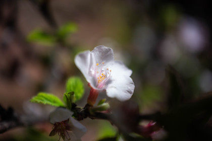 Амурская макровесна