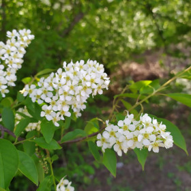 Черёмуха в Пояркове