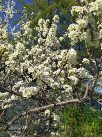 Прекрасные цветы