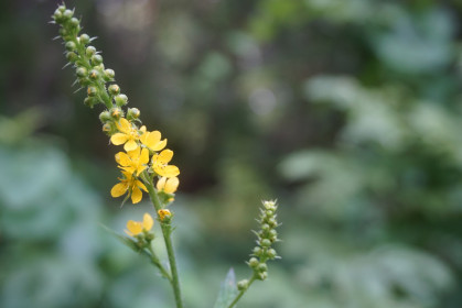 Маленький цветок