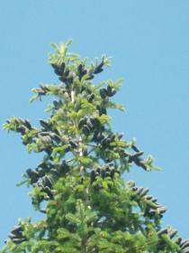 Ель с голубыми шишками. П. Талакан