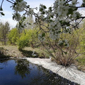 Груша у пруда в г. Благовещенске