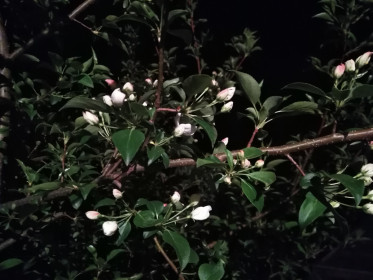 Яблонька, Свободненский район