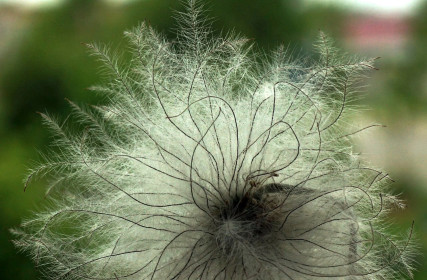 Прострел после цветения