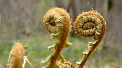 Папоротник